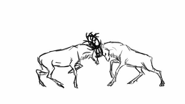 Bull Elks fighting b...
