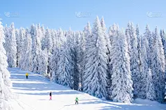 滑雪场,滑雪坡,塞尔维亚,全景,活力,滑雪板,滑雪度假,天空,度假胜地,水平画幅