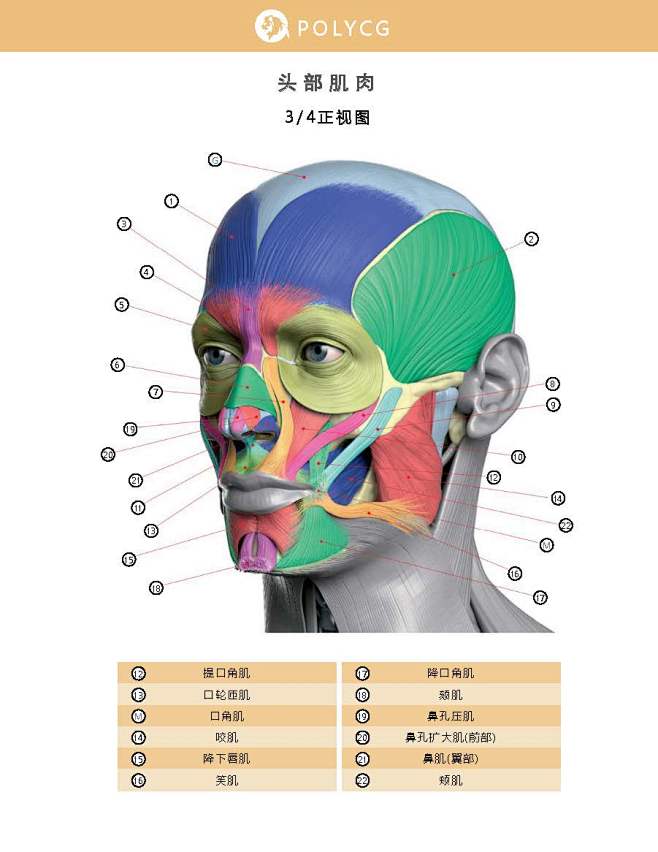 面部表情艺用解剖中文版_页面_045