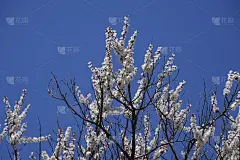 春天开花的树。杏花的传粉。花园里盛开的野杏