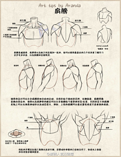 玩火尿炕采集到§R教学 —— 胸腹腰肩背