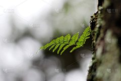 鲁莫赫拉·阿迪安蒂法米斯