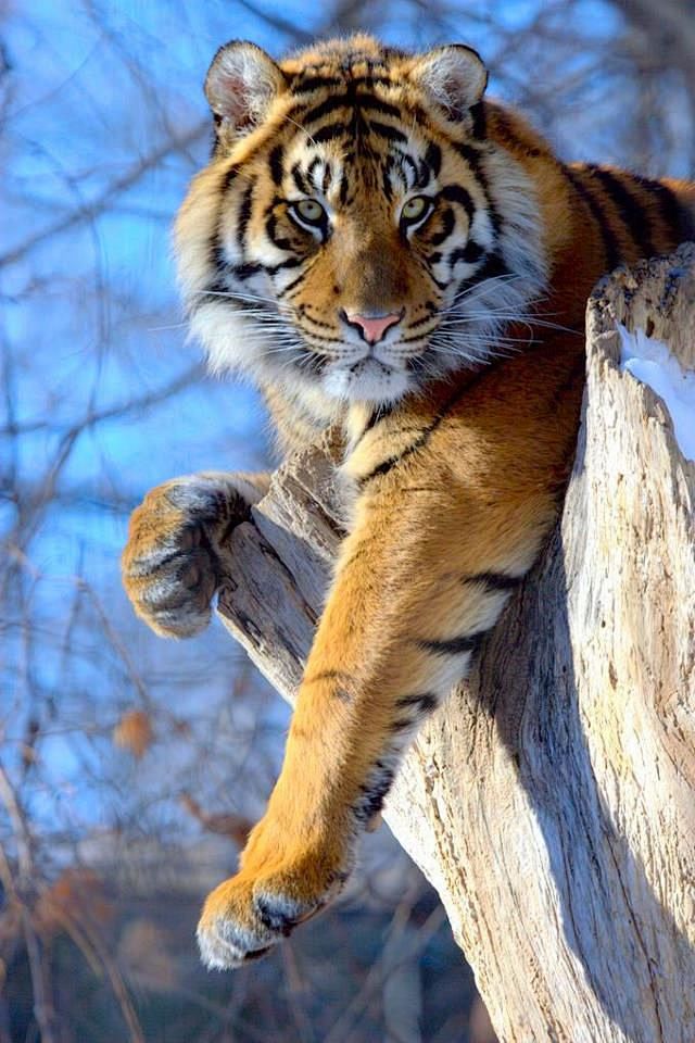 The tiger is the lar...