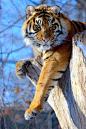 The tiger is the largest cat species, reaching a total body length of up to 3.3 metres (11 ft) and weighing up to 306 kg (670 lb). It is the third largest land carnivore (behind only the Polar bear and the Brown bear).   ...........click here to find out 
