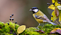 great tit, Berry