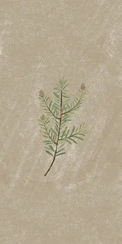 手机壁纸丨你不先对自己狠心，全世界就会对你狠心