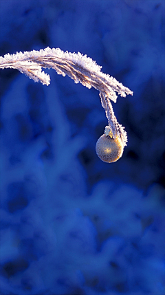 左宁_采集到夜深知雪重，时闻折竹声