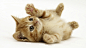 General 1920x1080 cat kittens animals baby animals white background