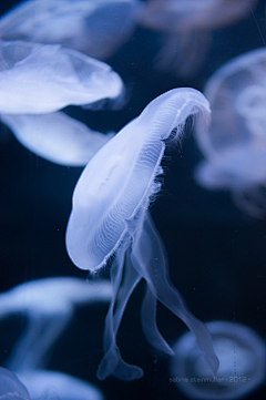 彩虹大拿采集到海洋生物