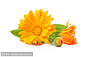 金盏菊
Calendula officinalis