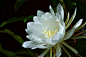 昙花_百度图片搜索