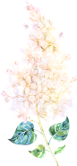 紫色唯美梦幻手绘水彩薰衣草植物花叶子背景图案PNG免抠装饰素材
