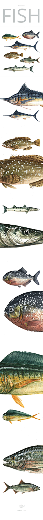 Watercolor Fish : Watercolor fishes