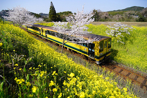 油菜花田