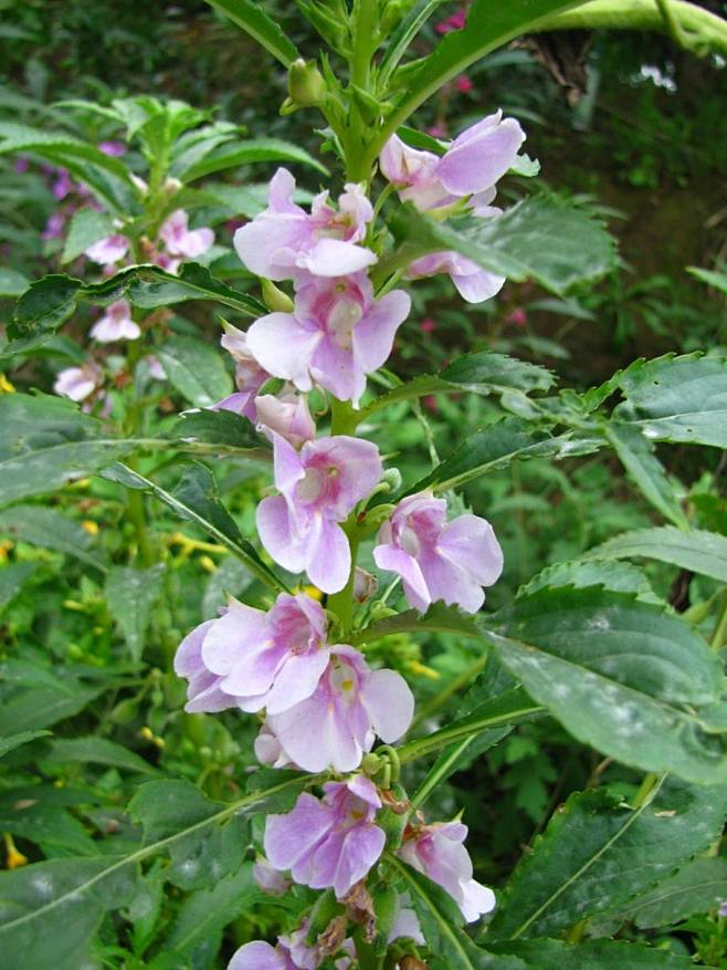凤仙花，别名：指甲花，急性子，凤仙透骨草，拉丁文名：Impatiens balsamina L.，为双子叶植物纲、牻牛儿苗目、凤仙花科、凤仙花 ...