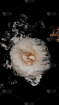 艺术象牙玫瑰花。智能手机的主题。