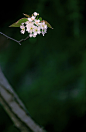 梨花