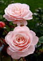 ~New Zealand Pink Roses~,,,