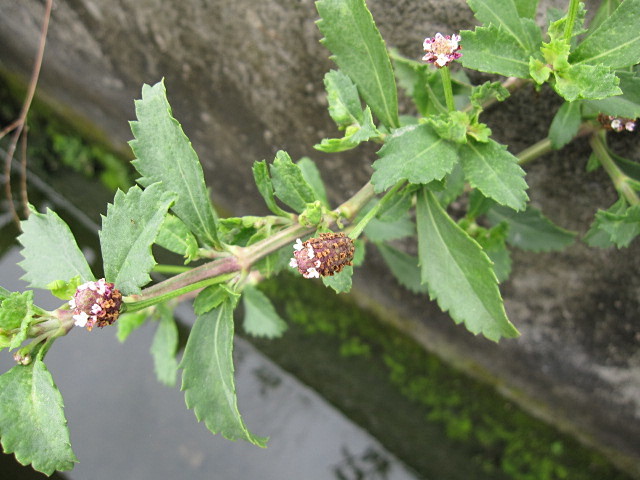 鸭舌癀石苋过江藤