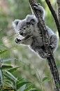 


 Koala nom nom Australia  by MrsLimestone