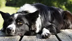 近距离观察一只边境牧羊犬小狗在桌子上打瞌睡
