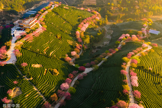 福建 龙岩漳平永福樱花园