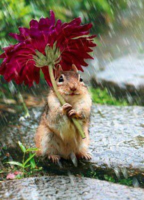 雨中的精灵鼠。