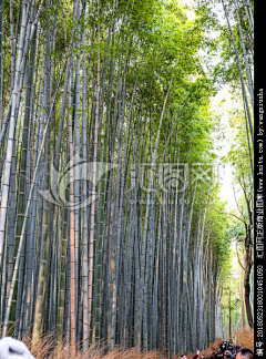 六王爷采集到日本