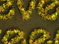 Fantasy Spring Text Effect