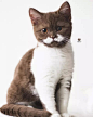 “Gringo” 一岁大的英国短毛猫，拥有精致绅士胡须。（IG：gringomoustachecat） ​​​​