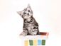 Kitten in a flower pot_gic7222294