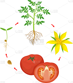 栗子插画采集到植物图谱