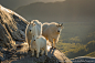 Mountain Goat Family by David Swindler on 500px