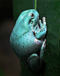 White's tree frog.