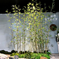 仿真植物毛竹场景高仿真竹子30根起销售样板房竹子隔断玄关摆设-淘宝网