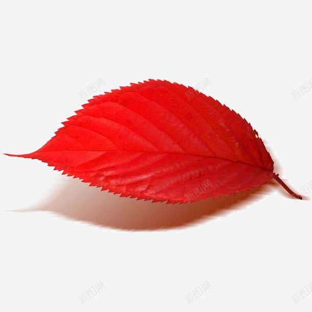 一片红叶创意素材