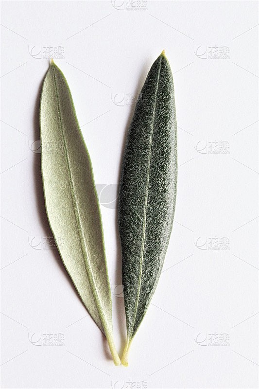 一对橄榄叶的正面和背面照片