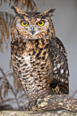 Eagle Owl Face All I Care About is Owl Shirt http://teespring.com/aicaowls