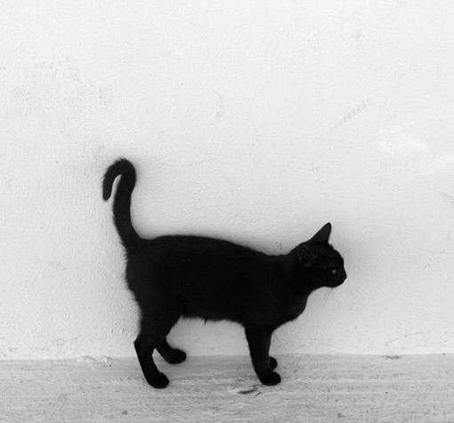 blackcats黑猫高贵神秘simokira