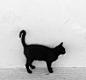black cats、黑猫、高贵、神秘、Simokira