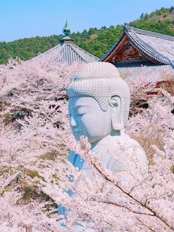 住温泉观景酒店日本赏樱6日游私家小团 -...
