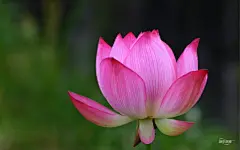 映日荷花别样红壁纸桌面壁纸4