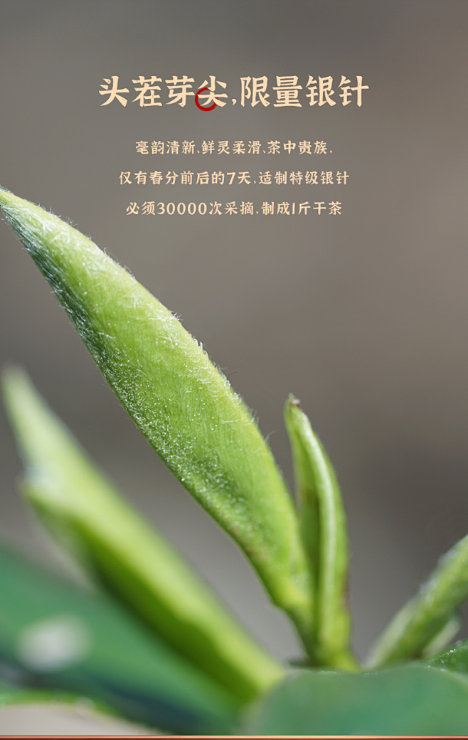 福鼎白茶美蝶茶叶润系列2020白毫银针特...