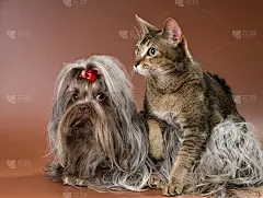 波隆卡·兹维特纳和猫在工作室