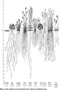 Fig. 4. Root systems of prairie plants (from )