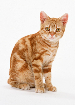 鹰眼龙雨采集到猫