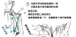 角色脸部和人体结构的绘制学习，很实用的教材，收着学！（翻译：楠麟Alogi）<br/>绘画参考 #素材干货# <br/>​ ​​​​