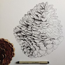 钢笔白描植物花卉_千里772图片专辑-堆...