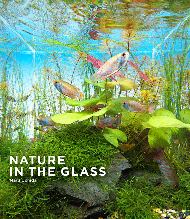 NATURE  IN THE GLASS...