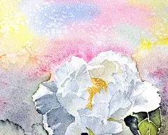 芙蓉-羽_Rachel_手绘 水彩 花 芙蓉_涂鸦王国插画